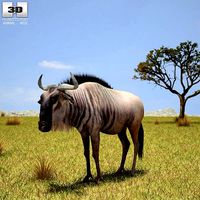 Wildebeest Connochaetes