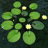 American white waterlily