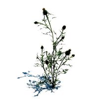 Green Thistle Plant