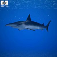 Smooth Hammerhead Sphyrna Zygaena
