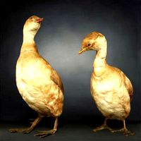 Ducklings Photorealistic Posed
