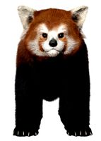 Red panda with realistic fur