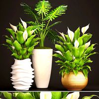 Spathiphyllum plant 2