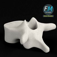 Anatomy - Thoracic vertebra