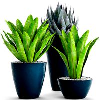 Plants collection asplenium pot