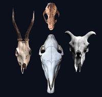 Photogrametry Skull Pack
