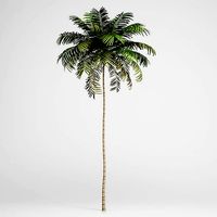 CGAxis Areca Palm 01