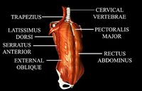 Human Thorax Medically Accurate With Muscles