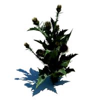 Flowering Thistle Weed