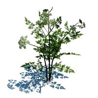 Annual Herb Plant Fool s Parsley