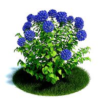 Hydangea Garden Plant