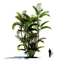 Tall Exotic Plant Dypsis Lutescens