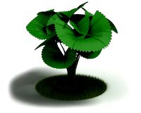 Green Plant   Licuala Orbicularis