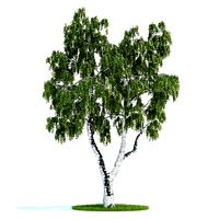 Betula Nigre Tree