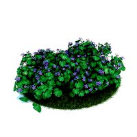 Geranium Patricia Shrub