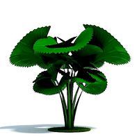 Green Licuala Orbicularis Plant