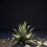 Agave III Agave americana