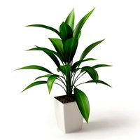 Leafy Potted Plant