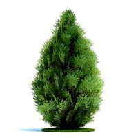 Chamecyparis Lawsoniana Shrub Plant