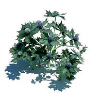 Eryngium Maritimum Plant