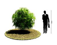 Growing Green Plant