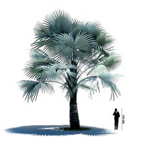 Ornamental Palm Tree
