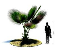 Large Palm Plant