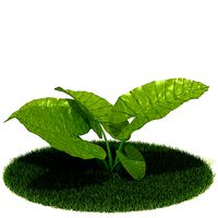 Leafy Plant In Grass