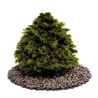 Pine Tree On Top Of A Bed Or Layout Of Cedar Mulch