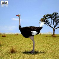 Ostrich Struthio Camelus