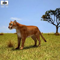 Cougar Puma Concolor