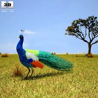 Indian Peafowl Pavo Cristatus