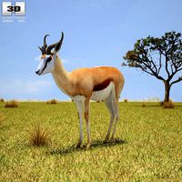 Springbok Antidorcas Marsupialis