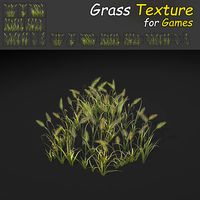 Feather Reed Grass