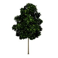 Common Maple 3 Acer campestre 44696