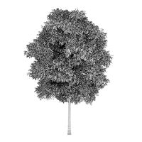 Silver Birch 5 Betula pendula 44936