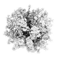 Guelder Rose