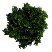 Small-leaved Lime 2 Tilia cordata 44756
