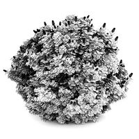 Oakleaf hydrangea