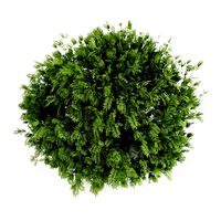 Elderberry