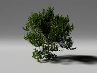 boxwood