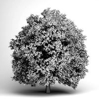 Pedunculate Oak 14