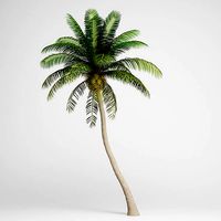 Coconut Palm