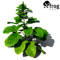 XfrogPlants Spinach