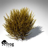 XfrogPlants Forsythia