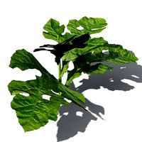 XfrogPlants Watermelon