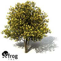 XfrogPlants Willow Bottlebrush