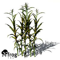 XfrogPlants Corn
