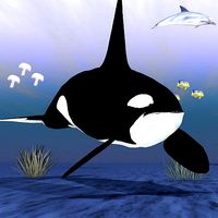 Killer Whale Male Studio Max