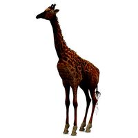 Giraffe Studio Max